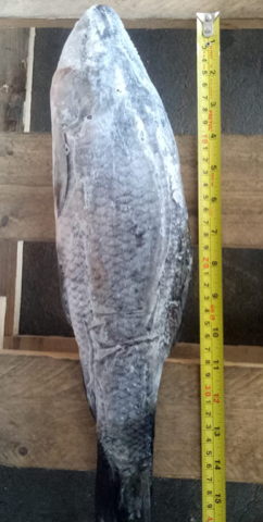 Rohu Fish (per kg)