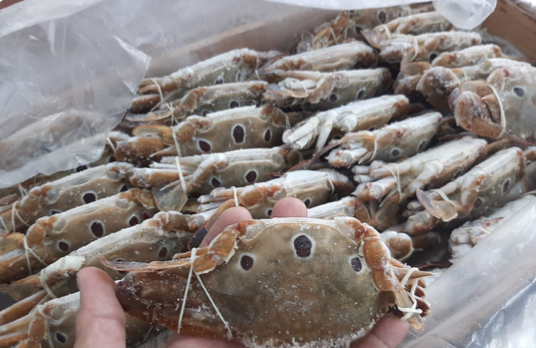 Three Spotted Crab 100/150 (8kg)