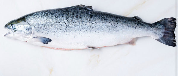 Aust Chilled Whole Salmon (per kg)