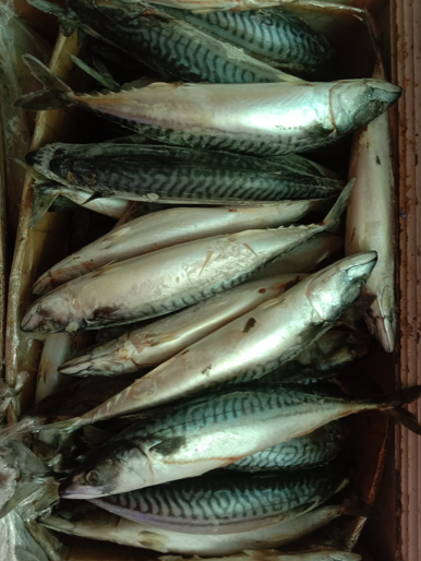 Norway Saba Mackerel 400/600 (per kg)